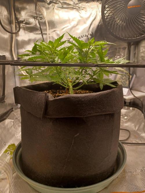 2nd cookies gelato auto. Week 4