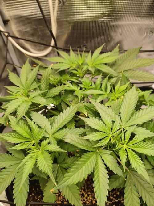 2nd cookies gelato auto. Week 4