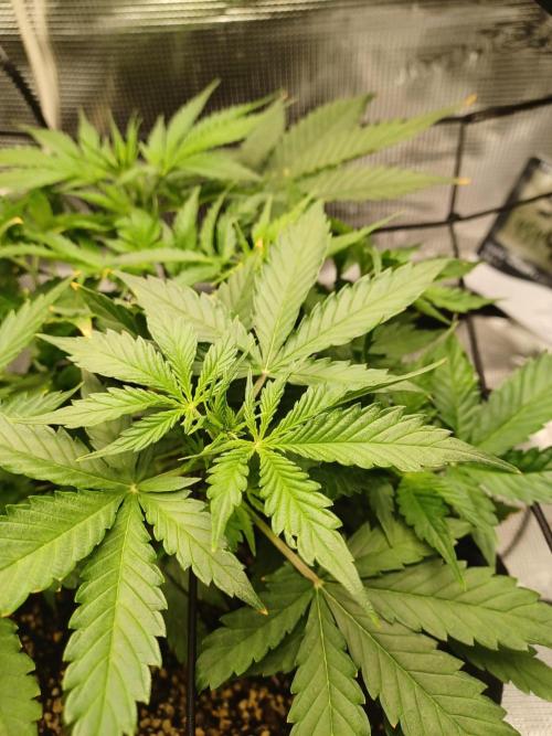 2nd cookies gelato auto. Week 4