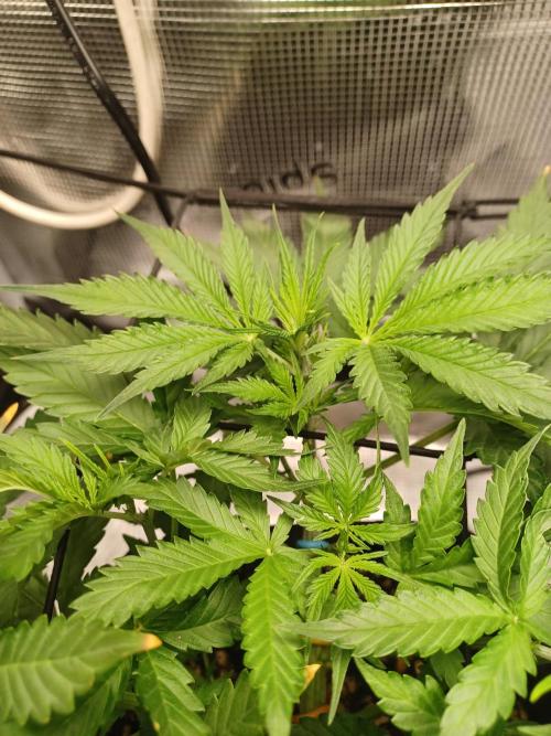 2nd cookies gelato auto. Week 4
