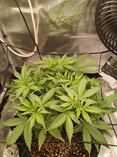 2nd cookies gelato auto. Week 4