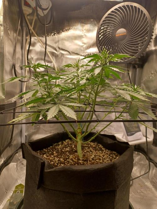 2nd cookies gelato auto. Week 5