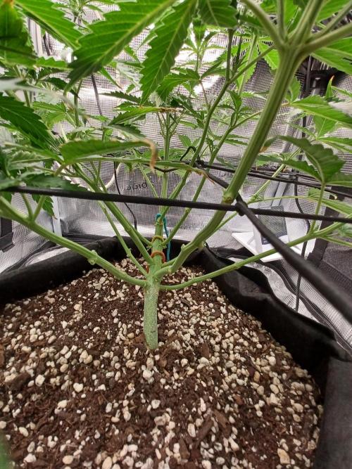 2nd cookies gelato auto. Week 5