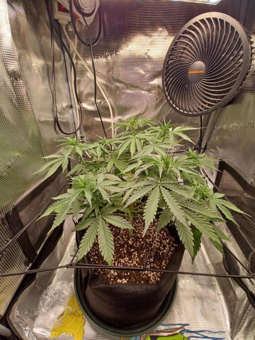 2nd cookies gelato auto. Week 5