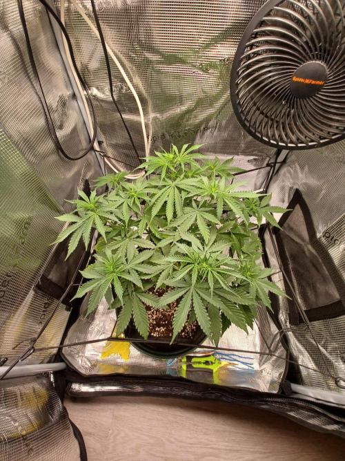 2nd cookies gelato auto. Week 5