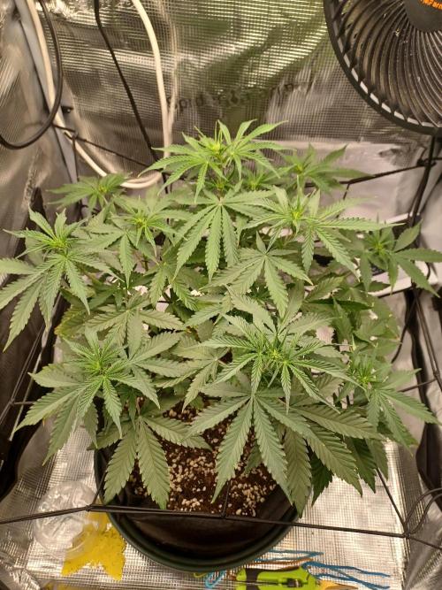 2nd cookies gelato auto. Week 5