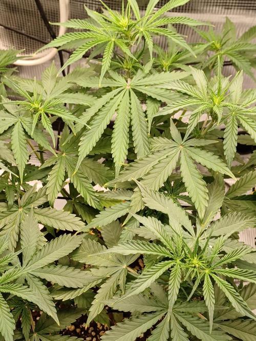 2nd cookies gelato auto. Week 5