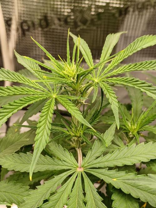 2nd cookies gelato auto. Week 5