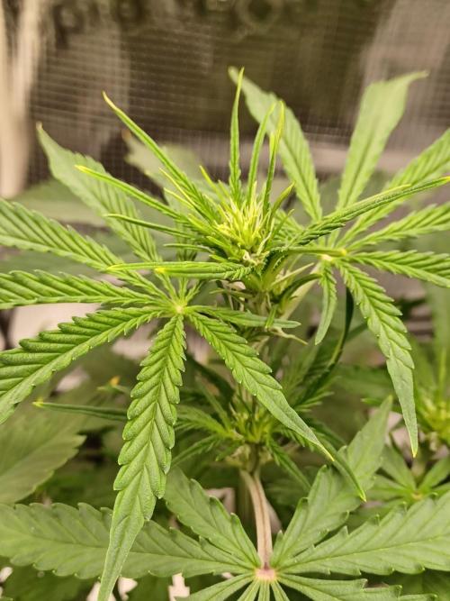 2nd cookies gelato auto. Week 5