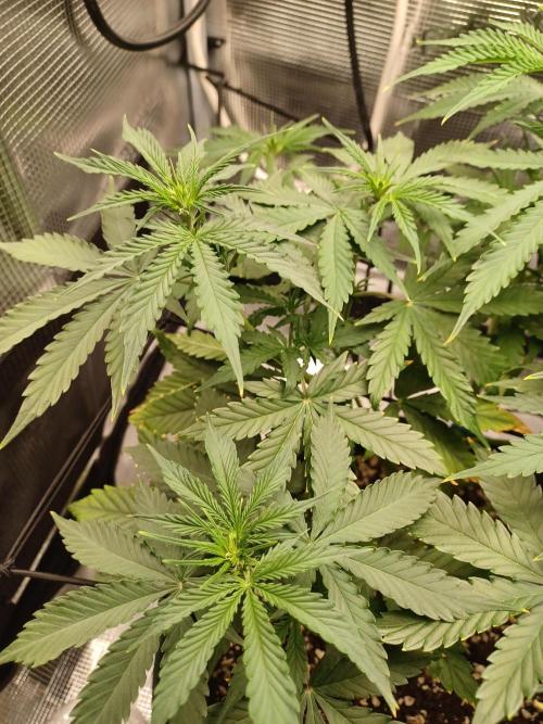 2nd cookies gelato auto. Week 5
