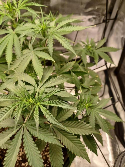 2nd cookies gelato auto. Week 5