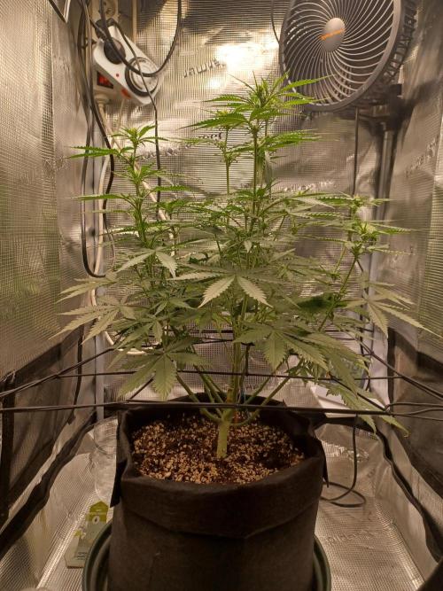 2nd cookies gelato auto. Week 6