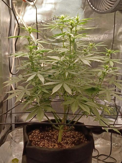 2nd cookies gelato auto. Week 6