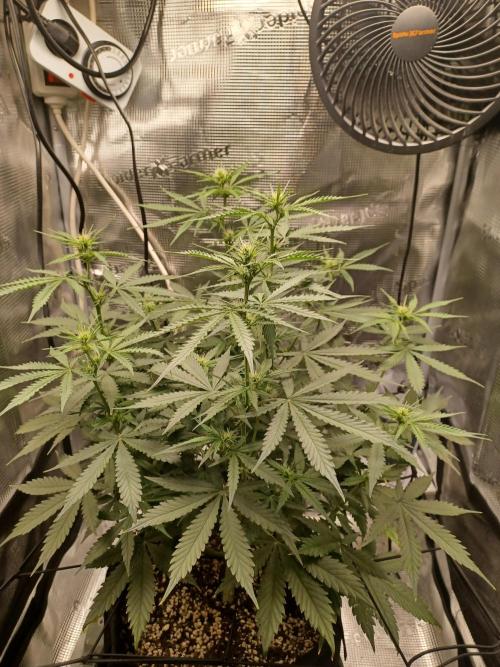 2nd cookies gelato auto. Week 6