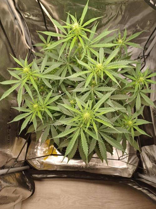 2nd cookies gelato auto. Week 6