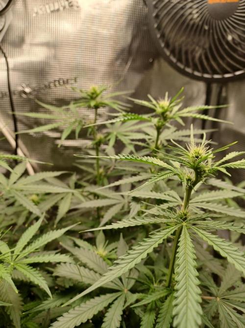 2nd cookies gelato auto. Week 6