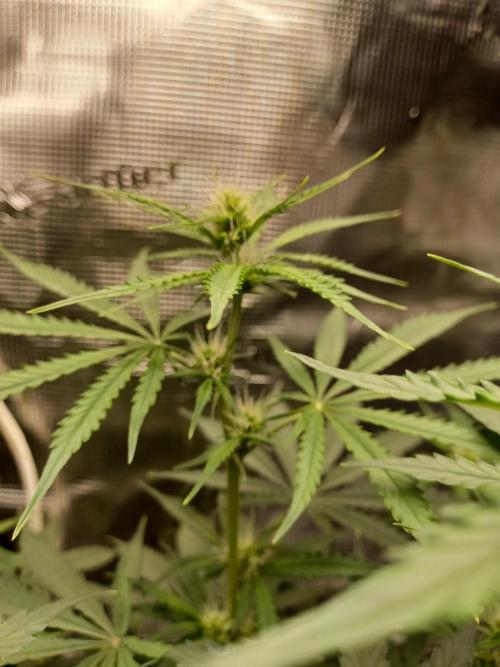 2nd cookies gelato auto. Week 6