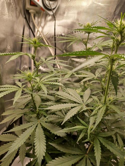 2nd cookies gelato auto. Week 6
