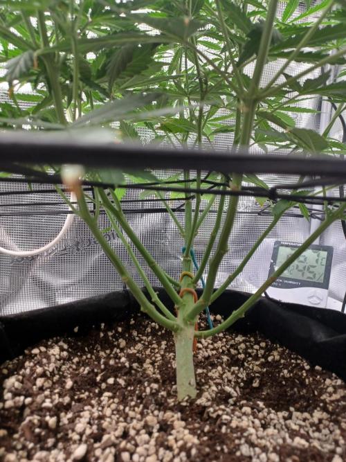 2nd cookies gelato auto. Week 6
