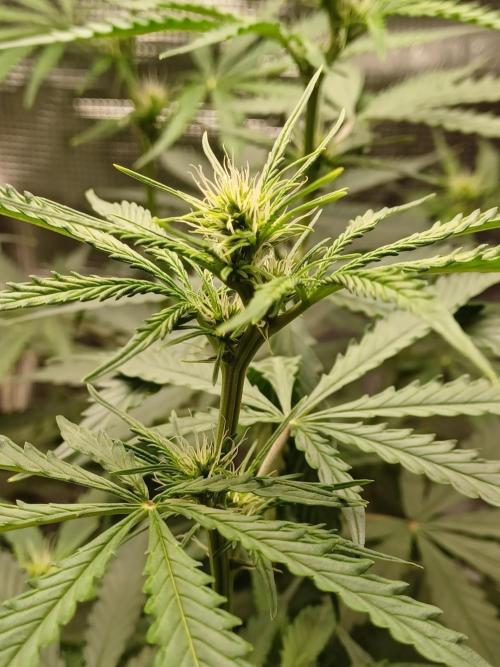 2nd cookies gelato auto. Week 6