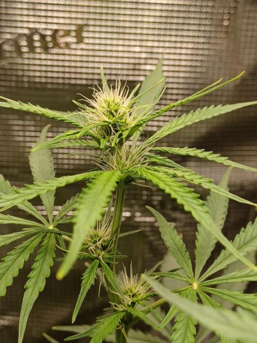 2nd cookies gelato auto. Week 6
