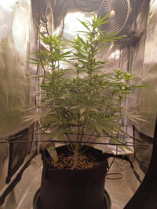 2nd cookies gelato auto. Week 7