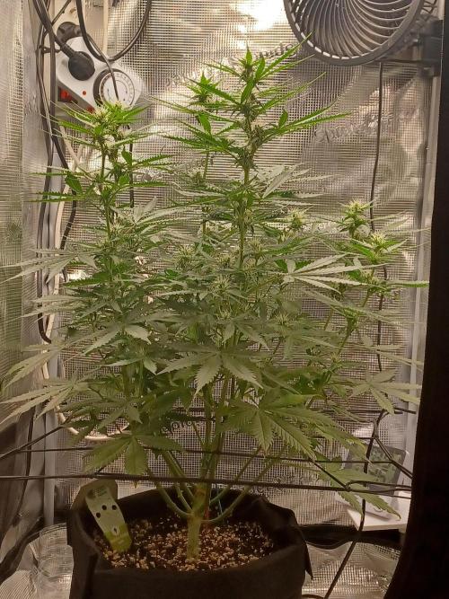 2nd cookies gelato auto. Week 7