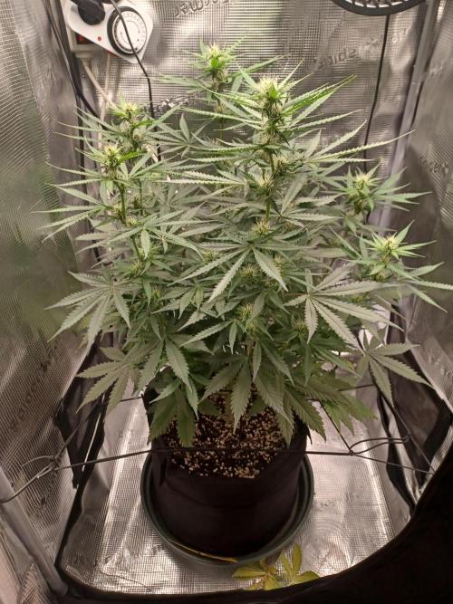 2nd cookies gelato auto. Week 7