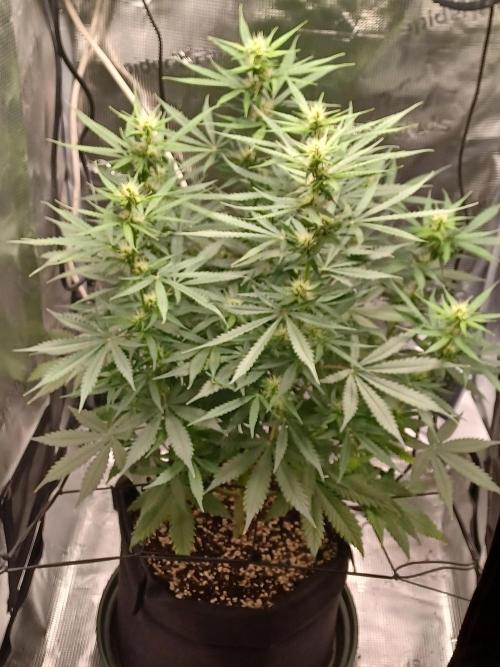 2nd cookies gelato auto. Week 7