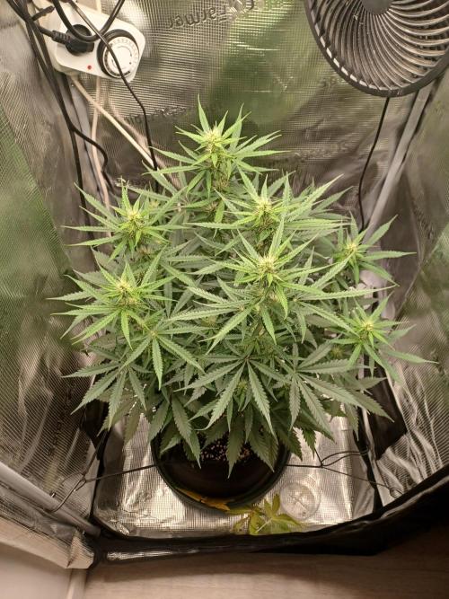 2nd cookies gelato auto. Week 7