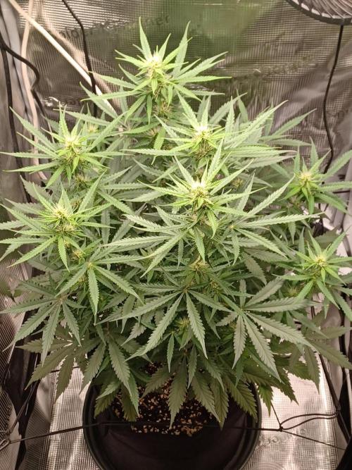 2nd cookies gelato auto. Week 7