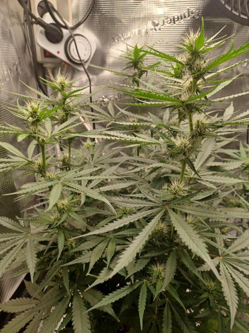 2nd cookies gelato auto. Week 7
