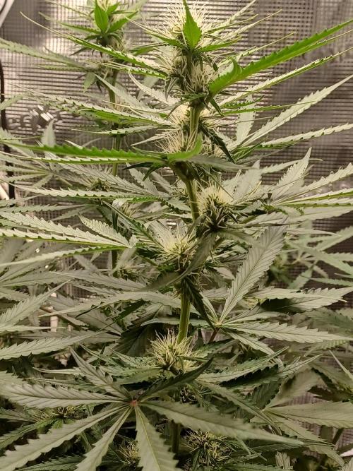 2nd cookies gelato auto. Week 7