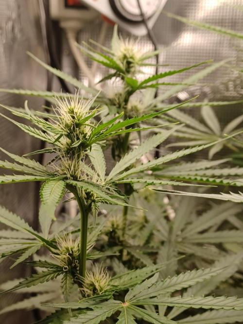 2nd cookies gelato auto. Week 7