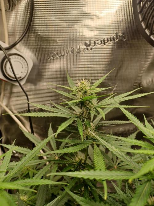 2nd cookies gelato auto. Week 7