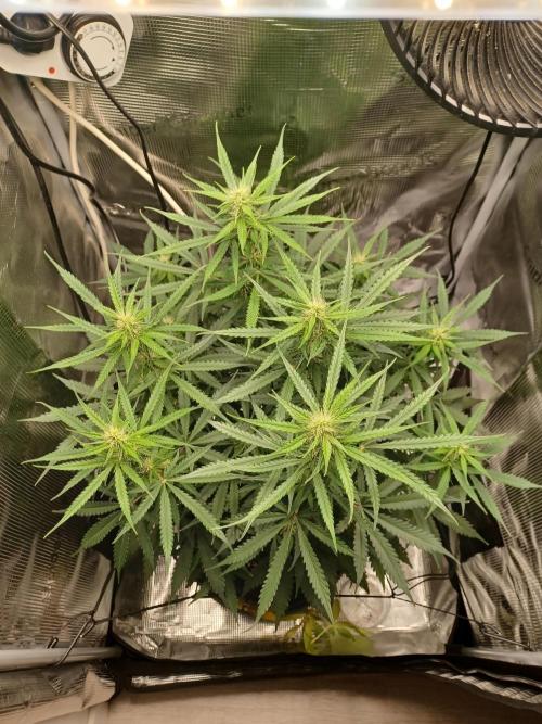 2nd cookies gelato auto. Week 7