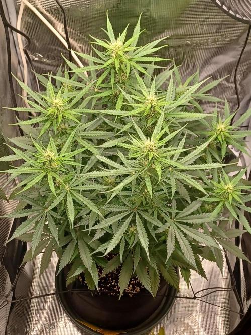 2nd cookies gelato auto. Week 7