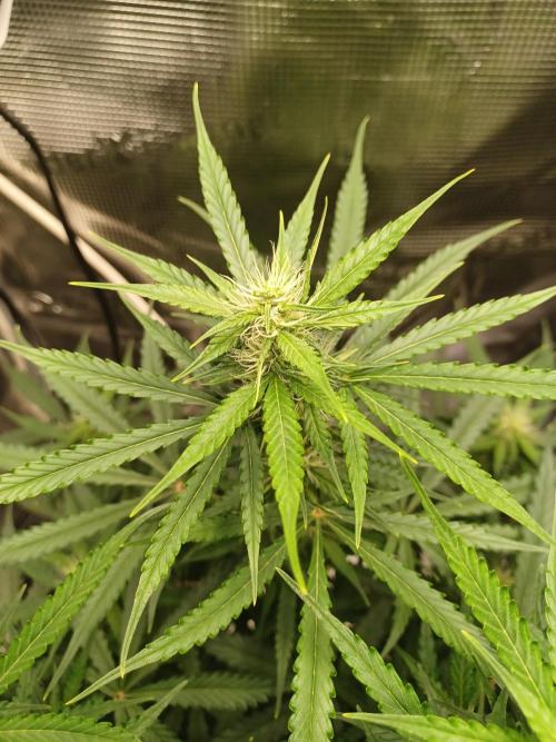 2nd cookies gelato auto. Week 7