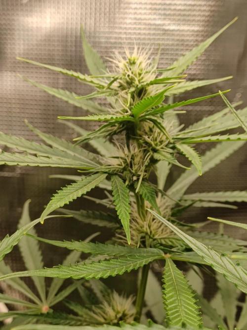 2nd cookies gelato auto. Week 7
