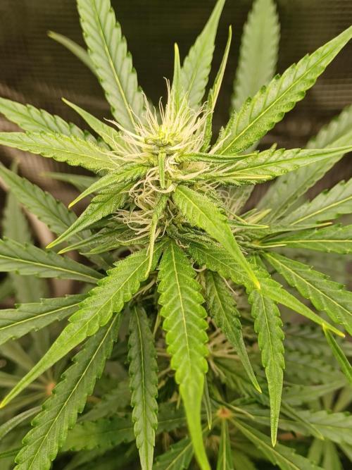 2nd cookies gelato auto. Week 7