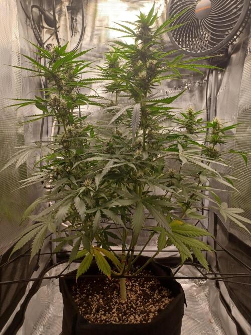 2nd cookies gelato auto. Week 8