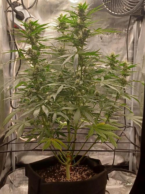 2nd cookies gelato auto. Week 8