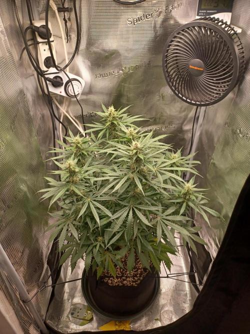 2nd cookies gelato auto. Week 8