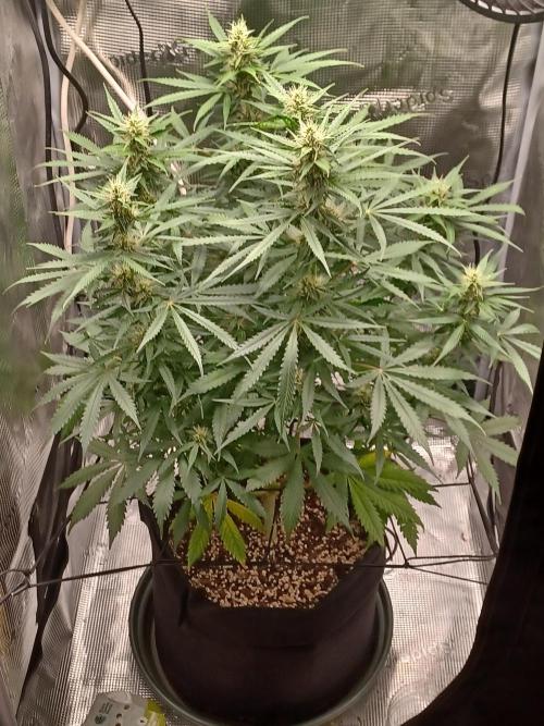2nd cookies gelato auto. Week 8