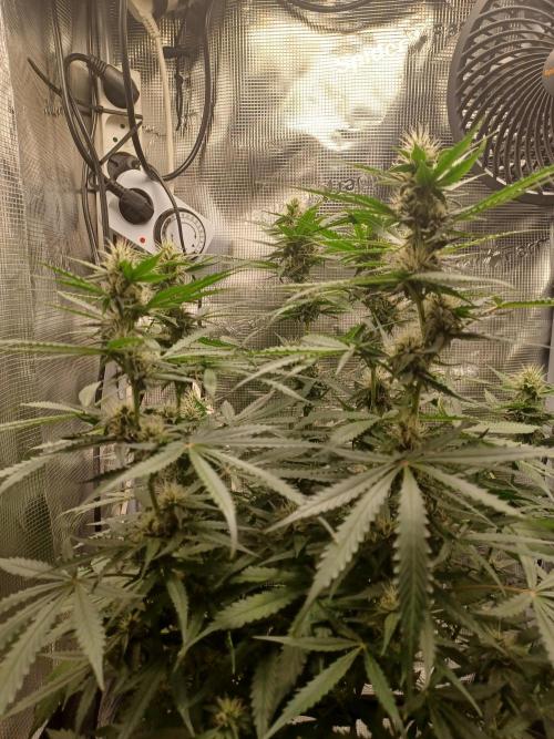 2nd cookies gelato auto. Week 8