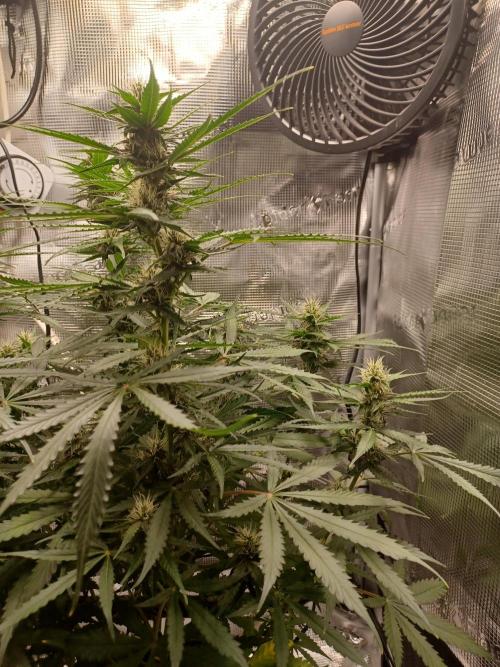 2nd cookies gelato auto. Week 8