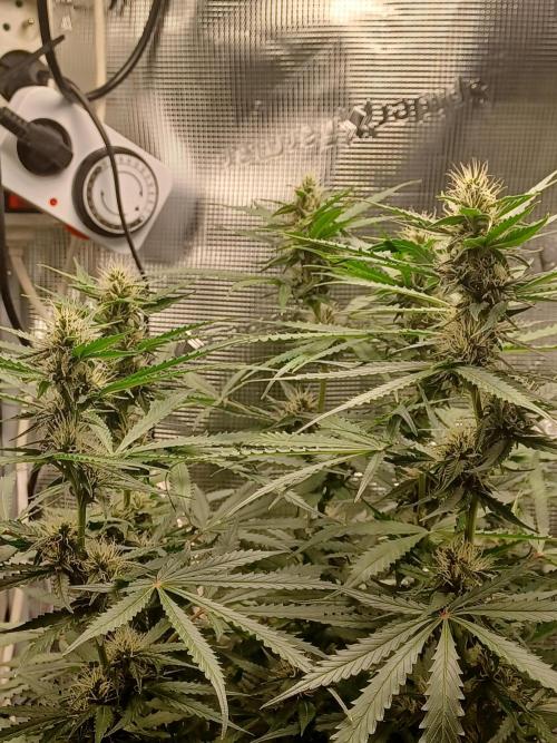 2nd cookies gelato auto. Week 8