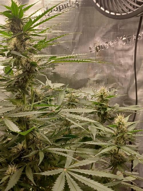 2nd cookies gelato auto. Week 8