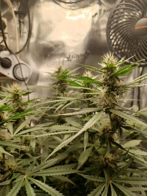 2nd cookies gelato auto. Week 8