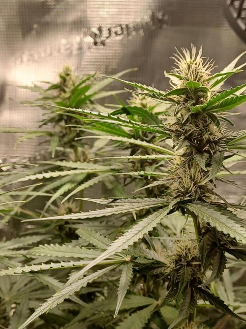 2nd cookies gelato auto. Week 8